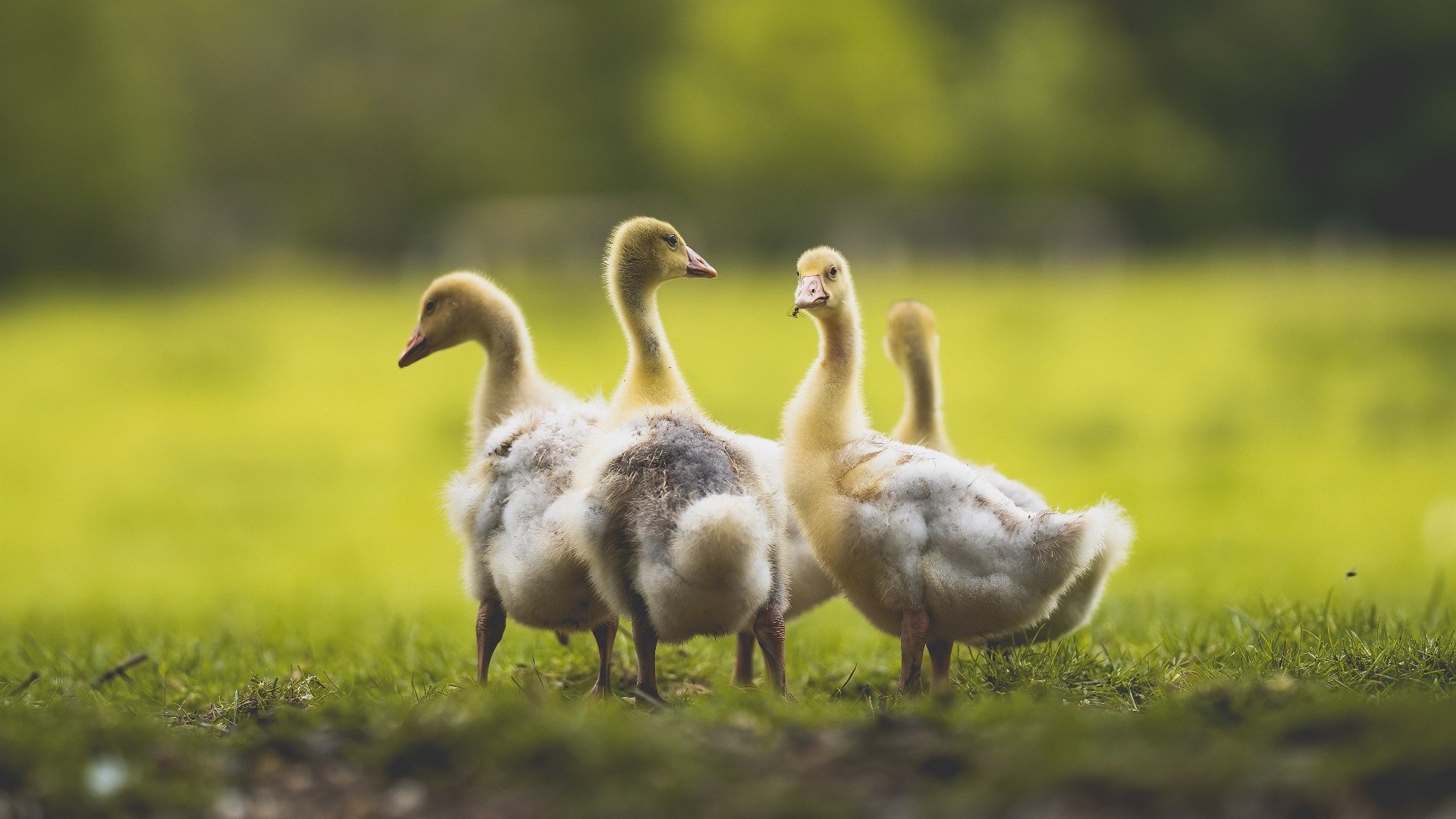 世俱杯直播-2021年季后赛：“水花兄弟”库里与汤普森联手，多次在关键时刻平推对手